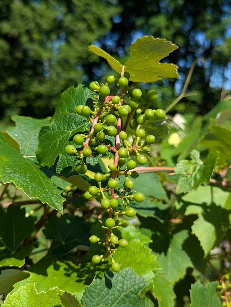 A cluster of grapes beginning to grow and ripen